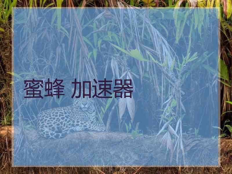 蜜蜂 加速器